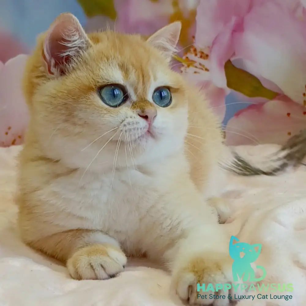 Forrest British Shorthair male black golden chinchilla - live animals