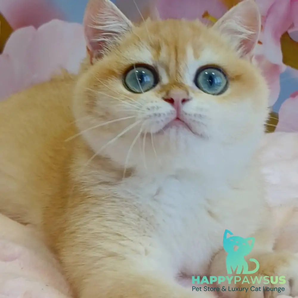Forrest British Shorthair male black golden chinchilla - live animals