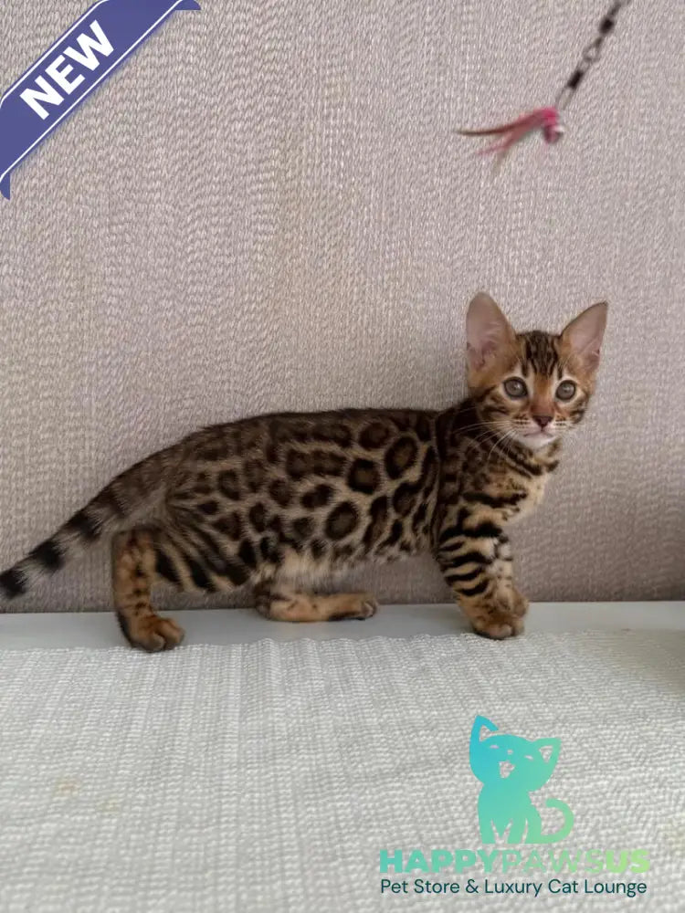 Fortuna Bengal female black spotted tabby - live animals