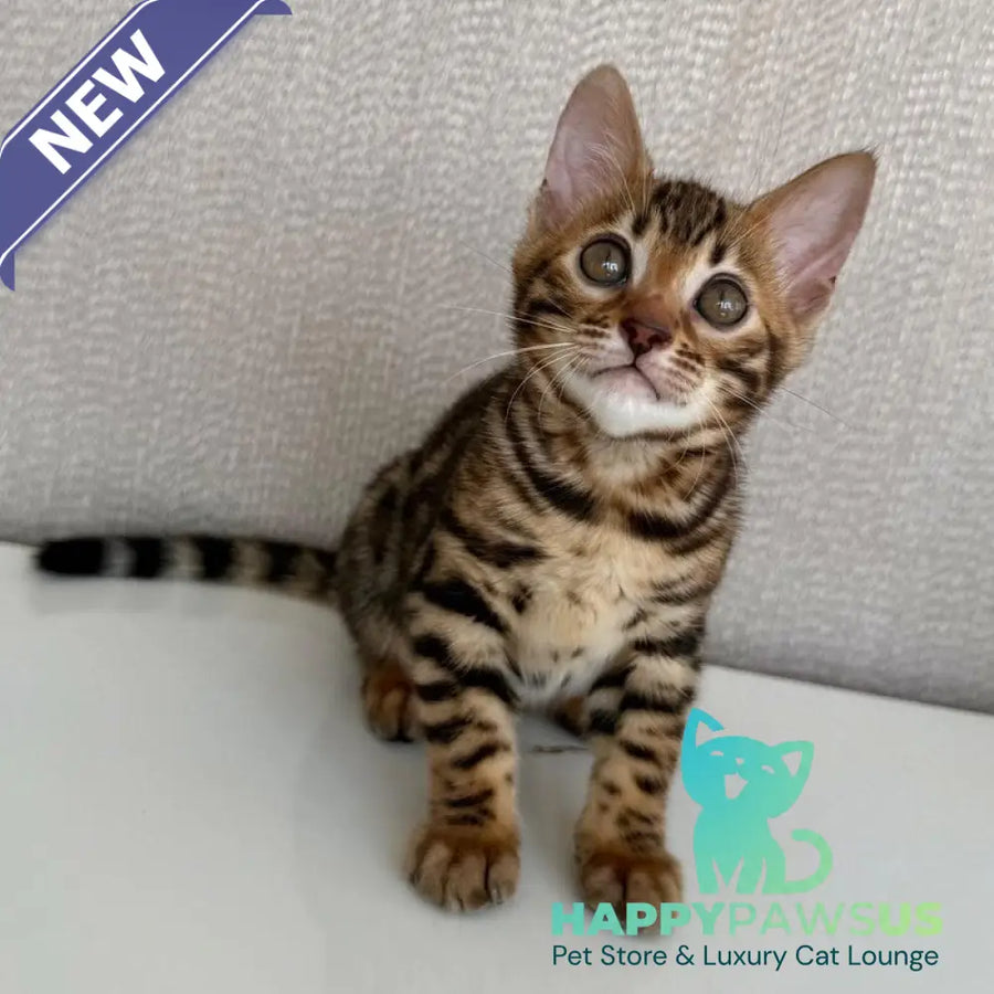 Fortuna Bengal female black spotted tabby - live animals