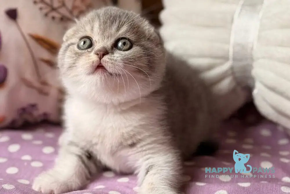 Fortuna Scottish Fold female blue tabby bicolour - live animals