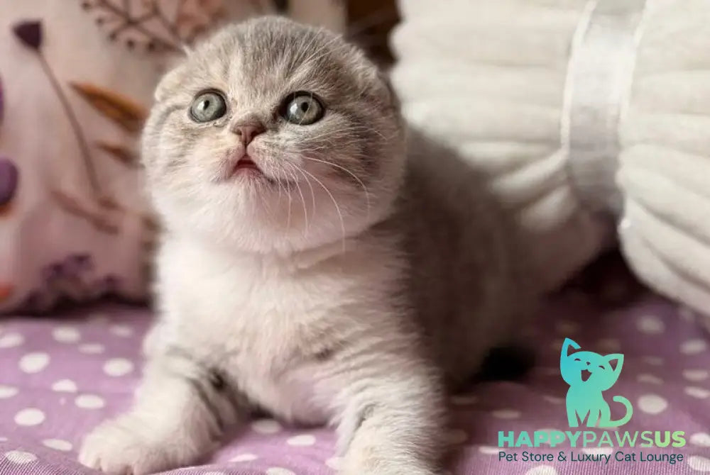 Fortuna Scottish Fold female blue tabby bicolour - live animals