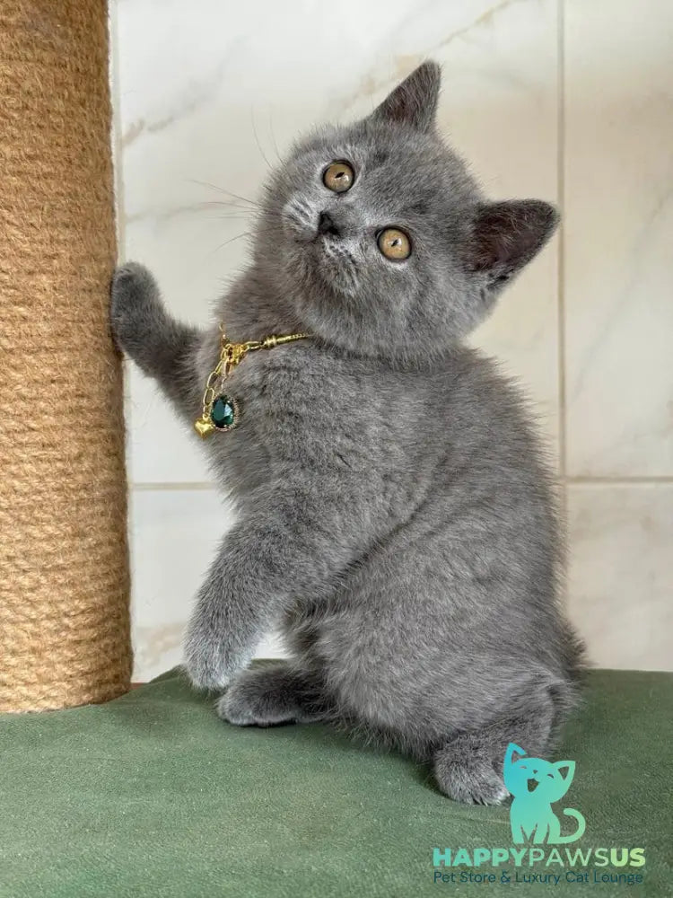 Foster British Shorthair male blue - live animals