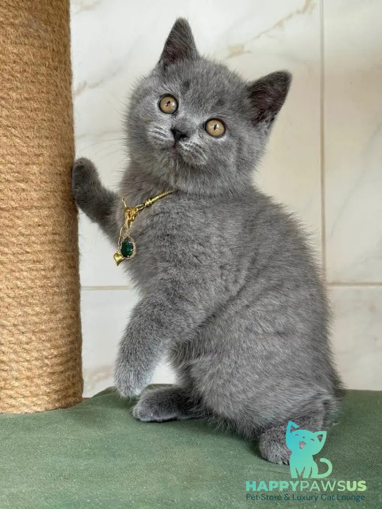 Foster British Shorthair male blue - live animals