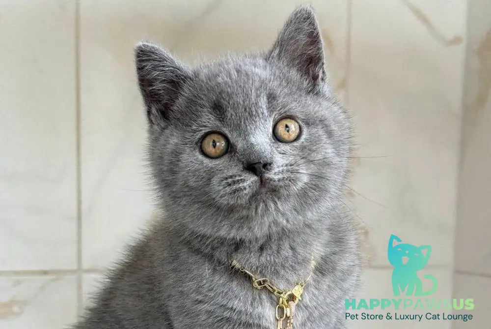 Foster British Shorthair male blue - live animals