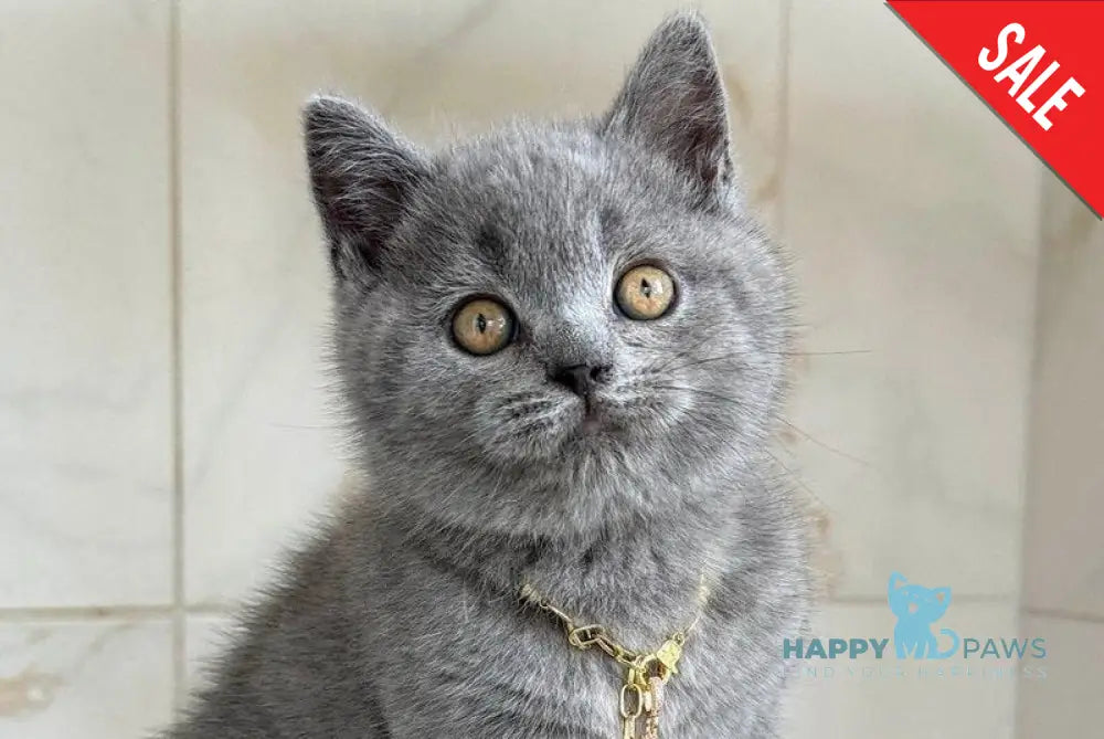 Foster British Shorthair male blue - live animals