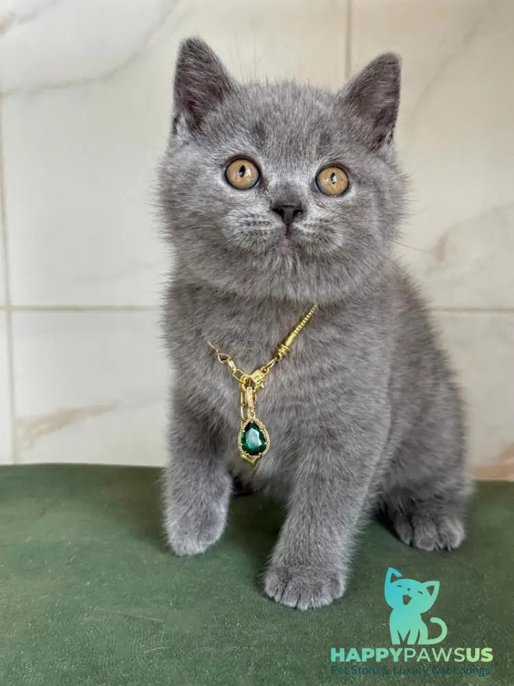Foster British Shorthair male blue - live animals