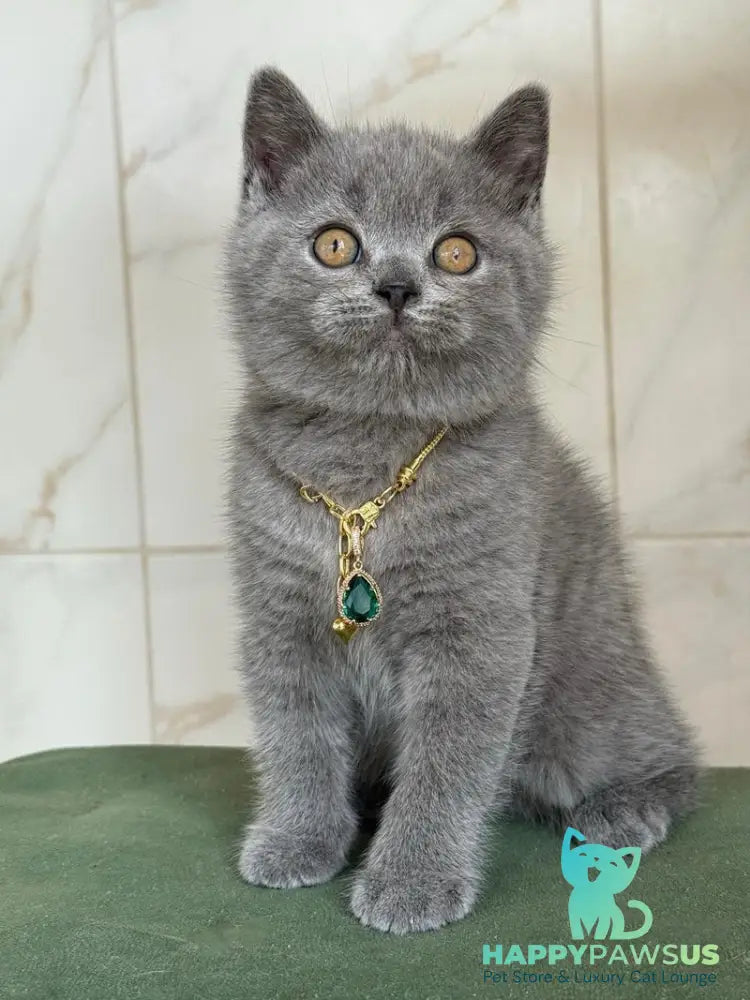 Foster British Shorthair male blue - live animals