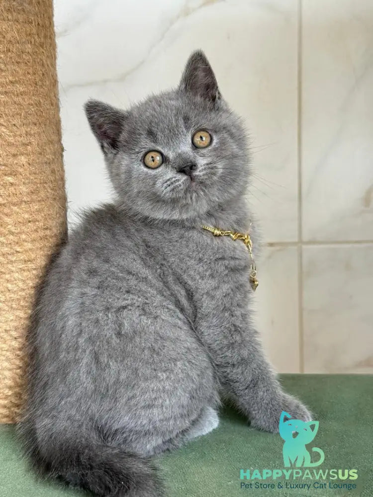 Foster British Shorthair male blue - live animals