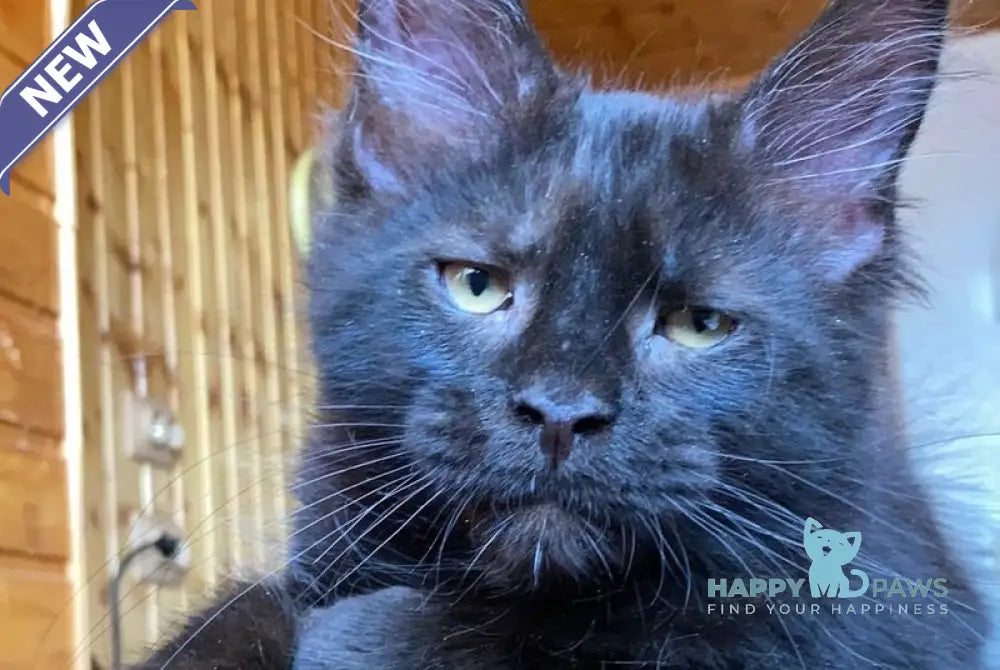 Fox Maine Coon male black - live animals