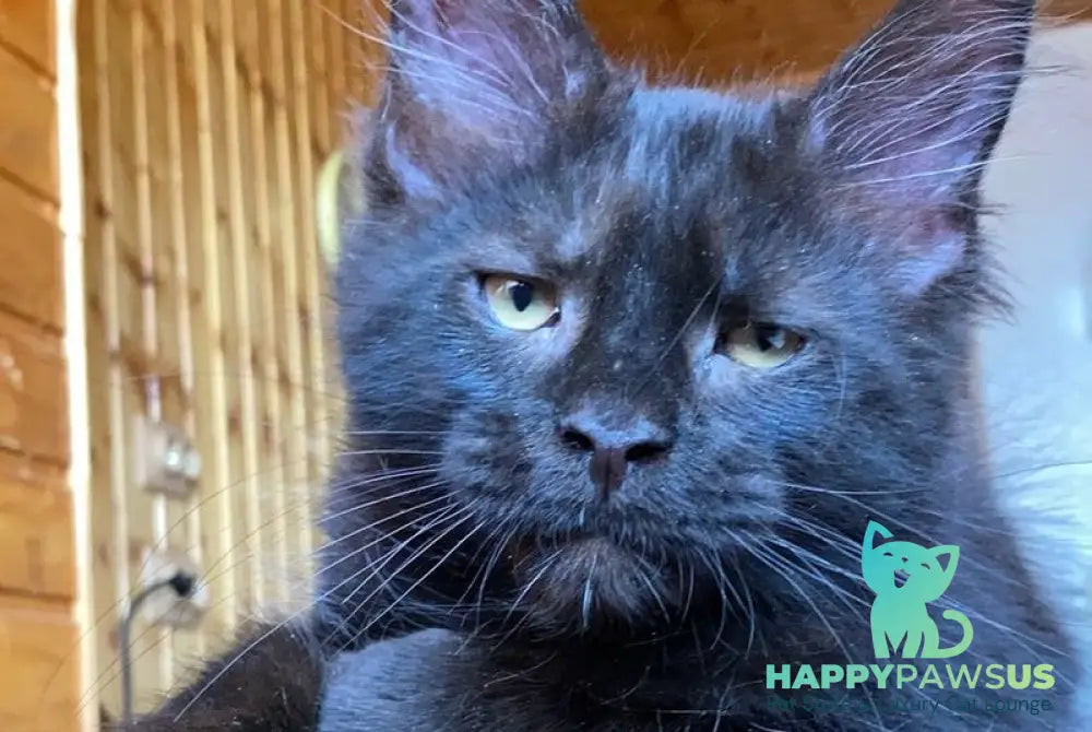 Fox Maine Coon male black - live animals