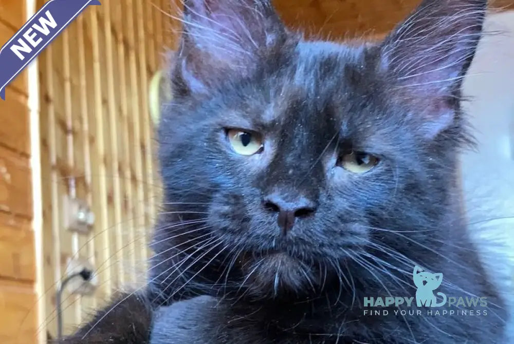 Fox Maine Coon male black - live animals