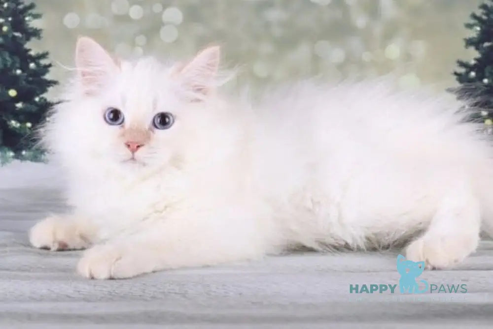 Fox Siberian male red silver tabby pointed live animals