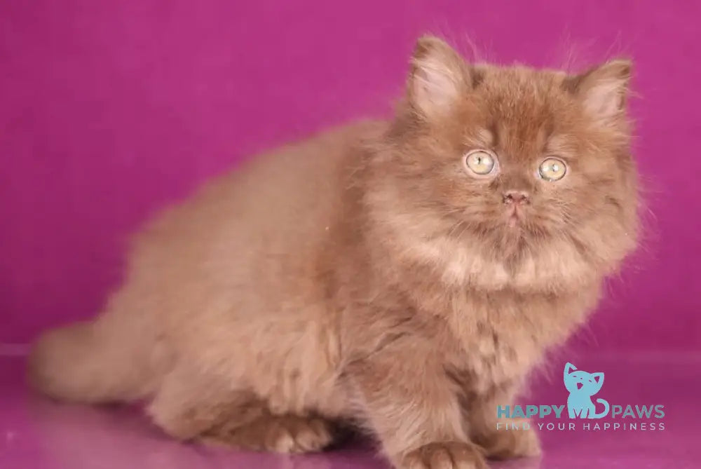 Foxy British Longhair female chocolate live animals