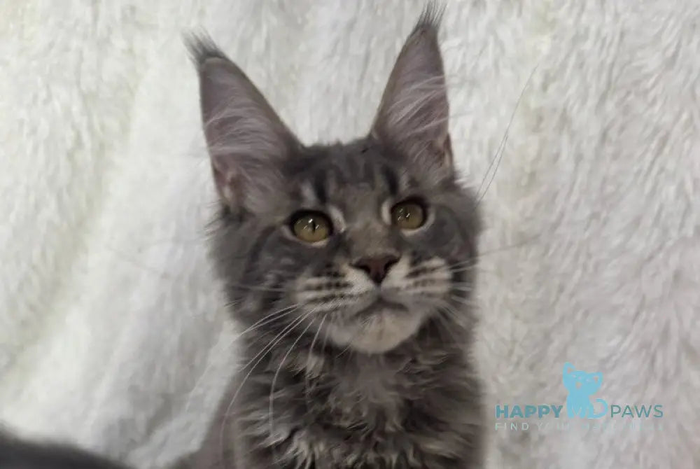 Foxy Maine Coon female blue tabby live animals