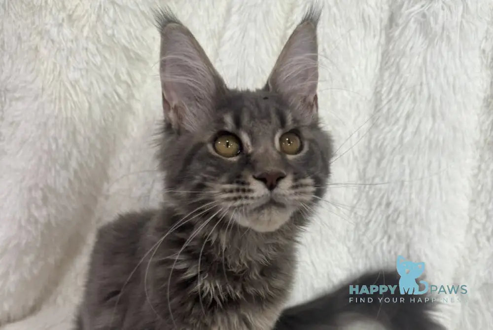 Foxy Maine Coon female blue tabby live animals