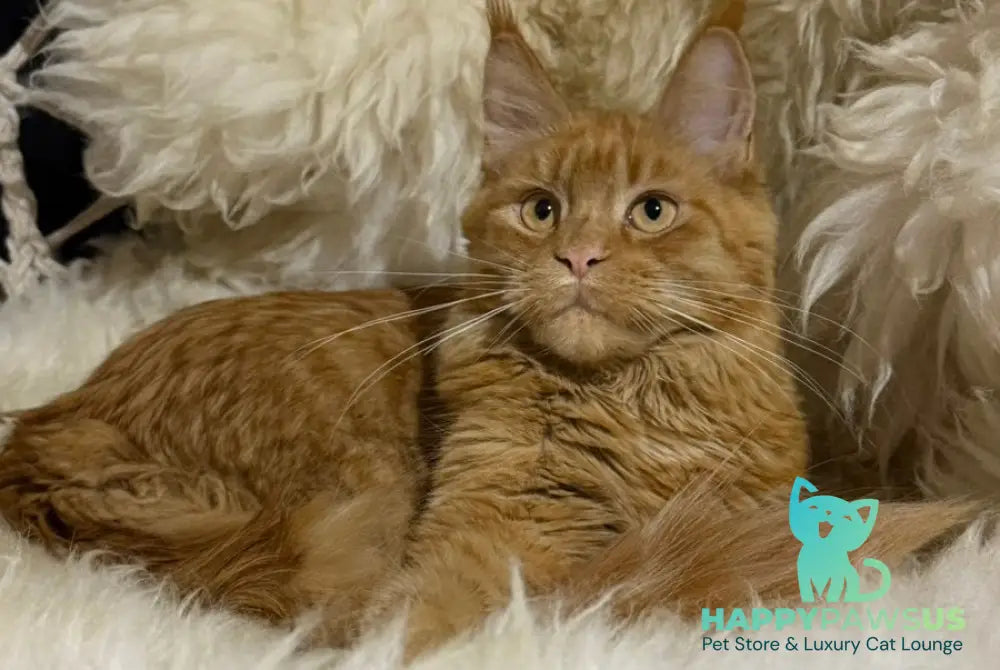 Foxy Maine Coon female red - live animals