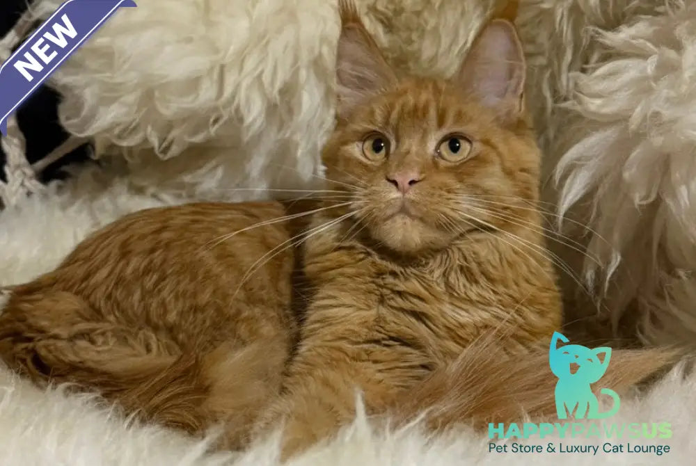 Foxy Maine Coon female red - live animals