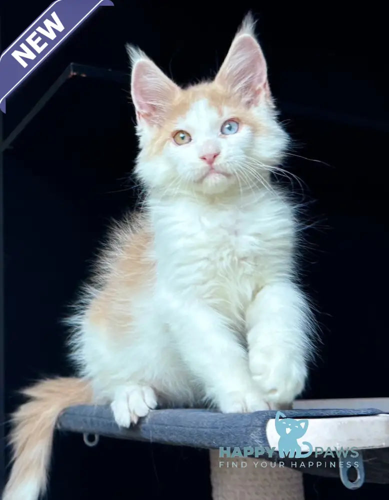 Foxy Maine Coon male cream tabby harlequin live animals