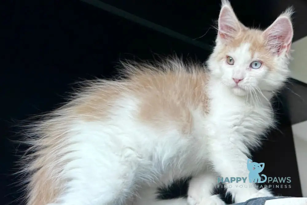 Foxy Maine Coon male cream tabby harlequin live animals