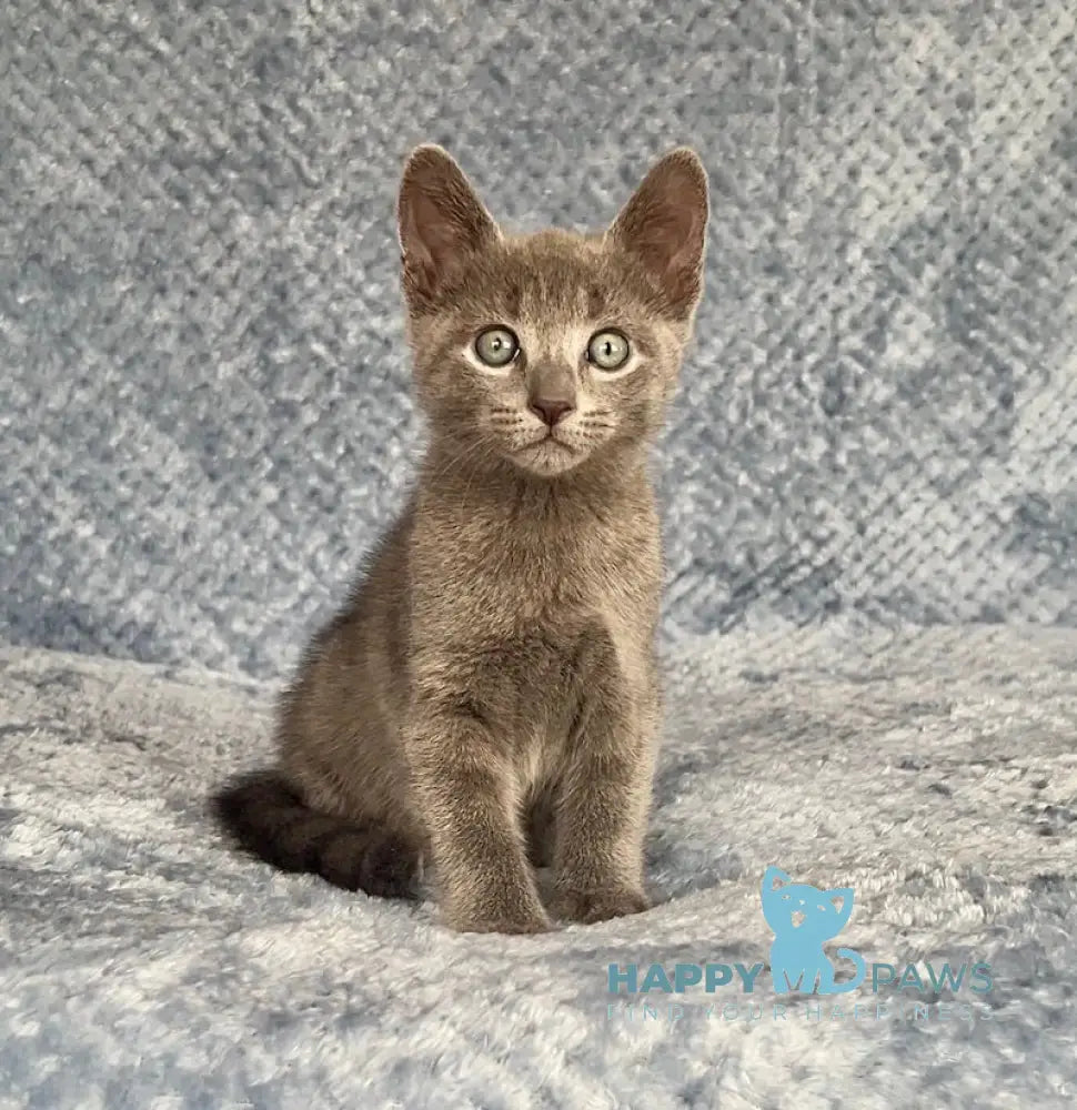 Foxy Russian Blue male blue - live animals