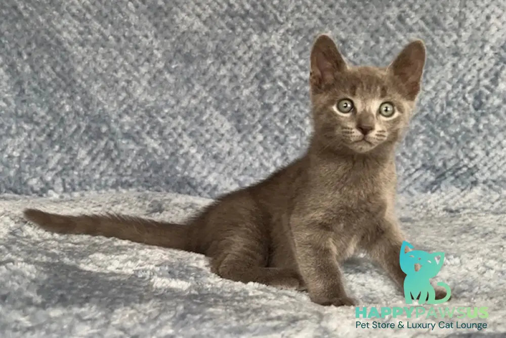 Foxy Russian Blue male blue - live animals