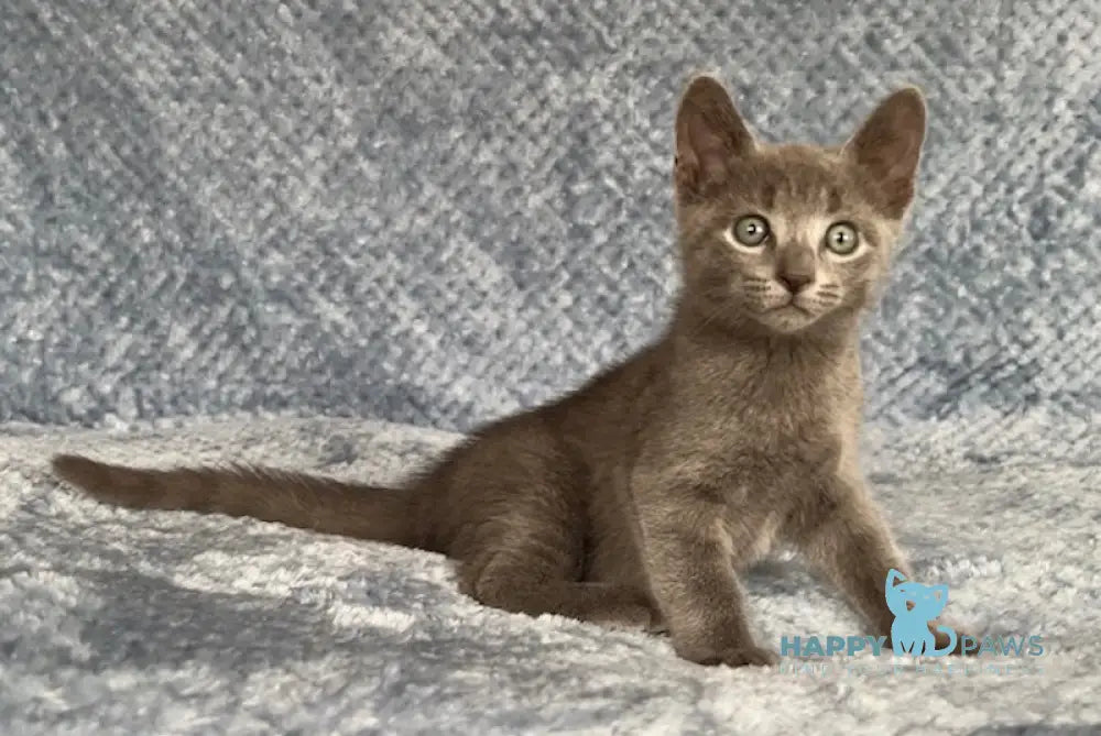 Foxy Russian Blue male blue - live animals