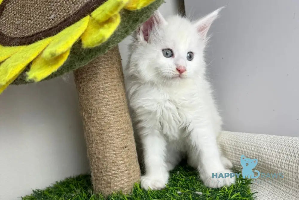 Franc Maine Coon male white live animals