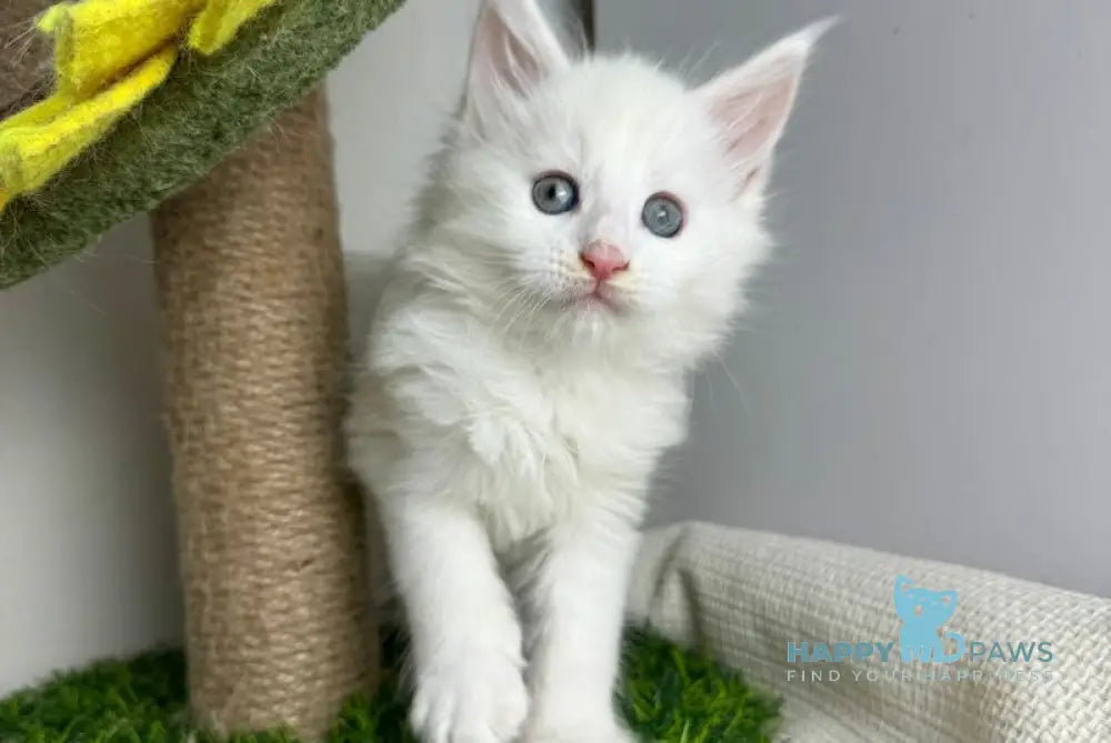 Franc Maine Coon male white live animals