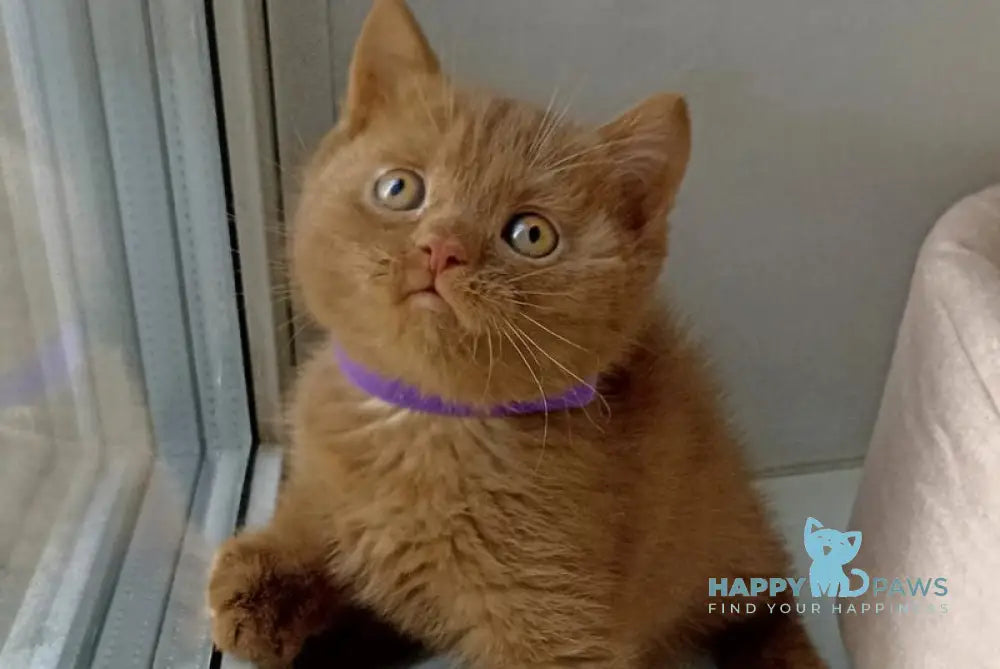 Francis British Shorthair male cinnamon - live animals