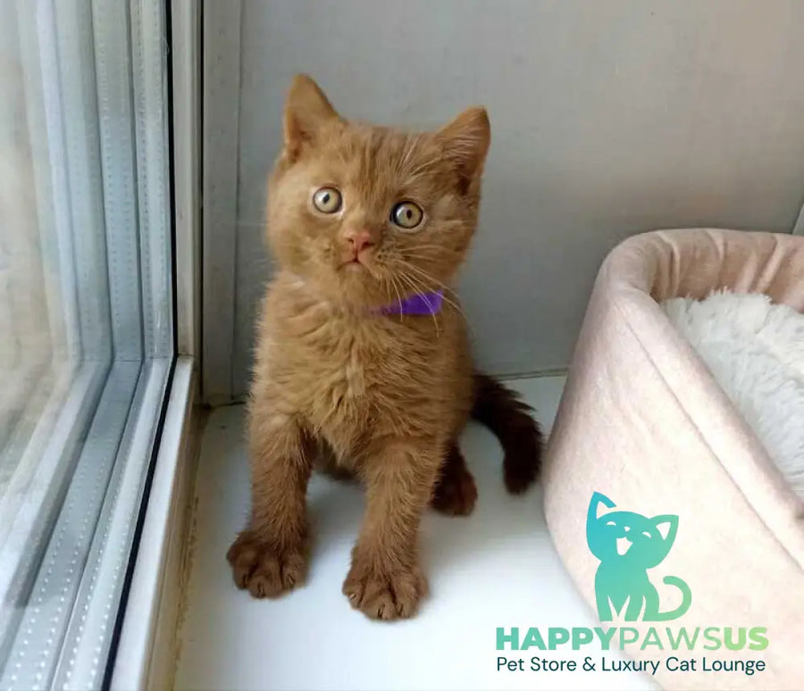 Francis British Shorthair male cinnamon - live animals