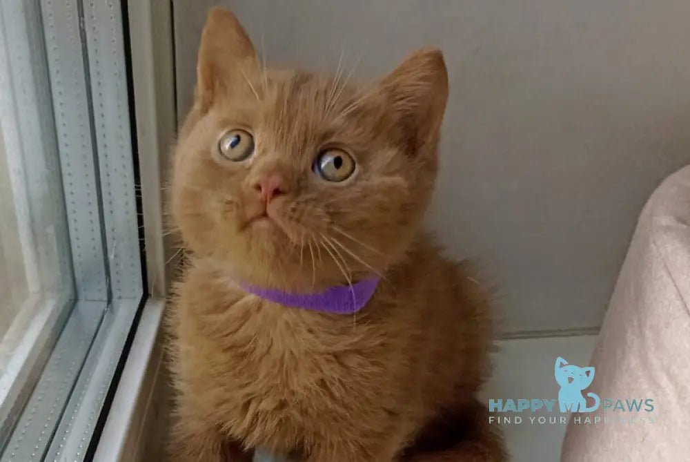 Francis British Shorthair male cinnamon - live animals