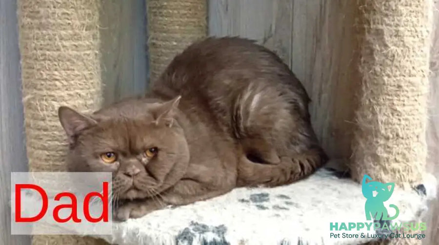 Francis British Shorthair male cinnamon - live animals