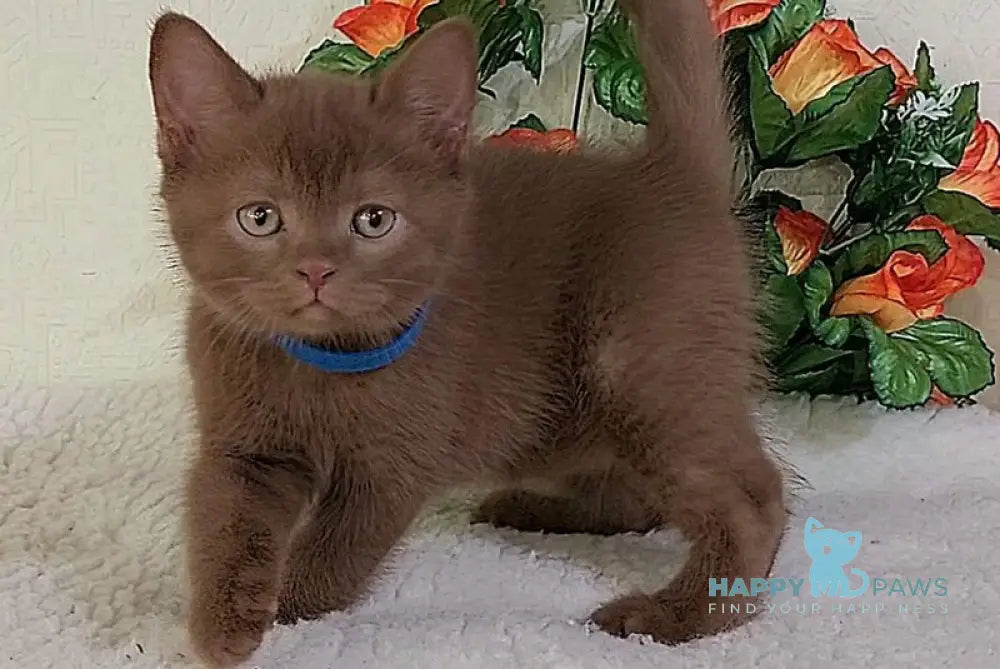 Frank British Shorthair male cinnamon live animals
