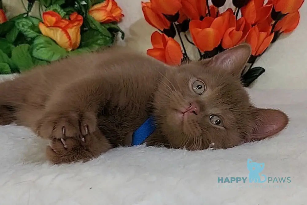 Frank British Shorthair male cinnamon live animals