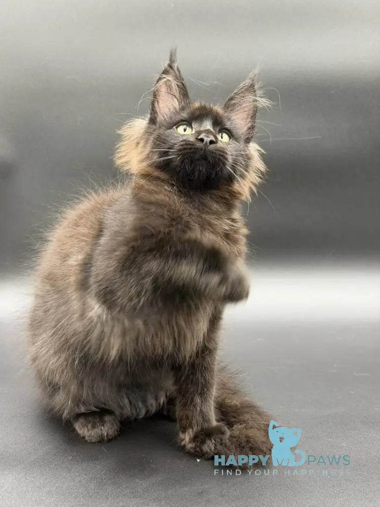 Frank Maine Coon male black - live animals