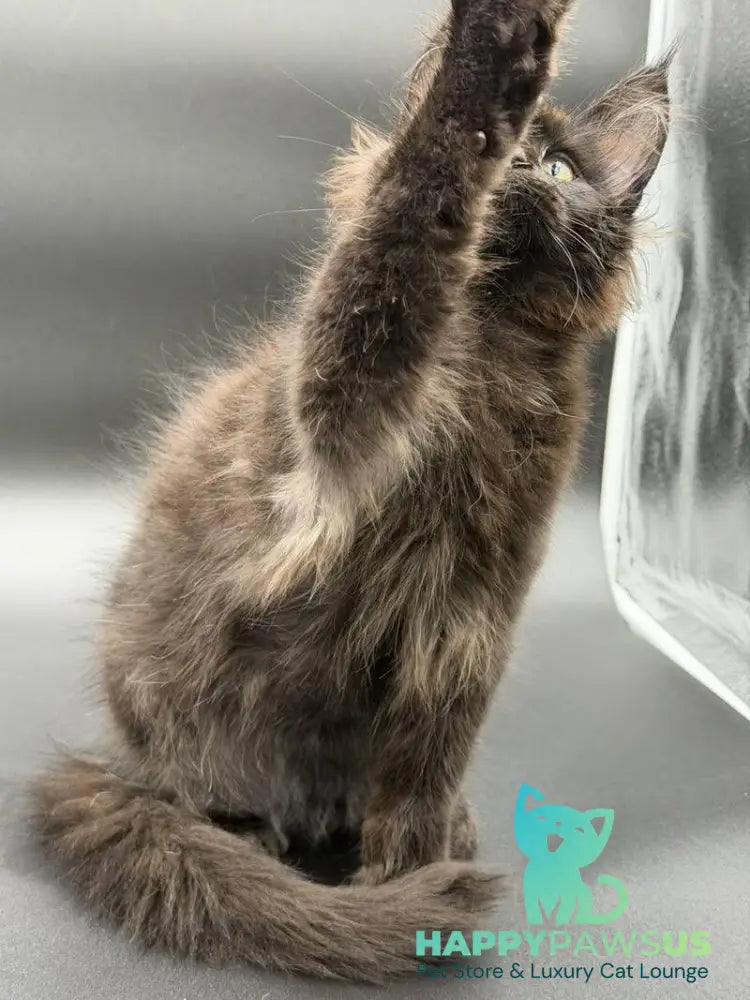 Frank Maine Coon male black - live animals