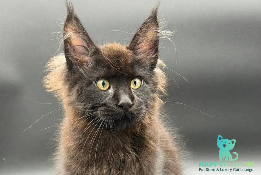 Frank Maine Coon male black - live animals