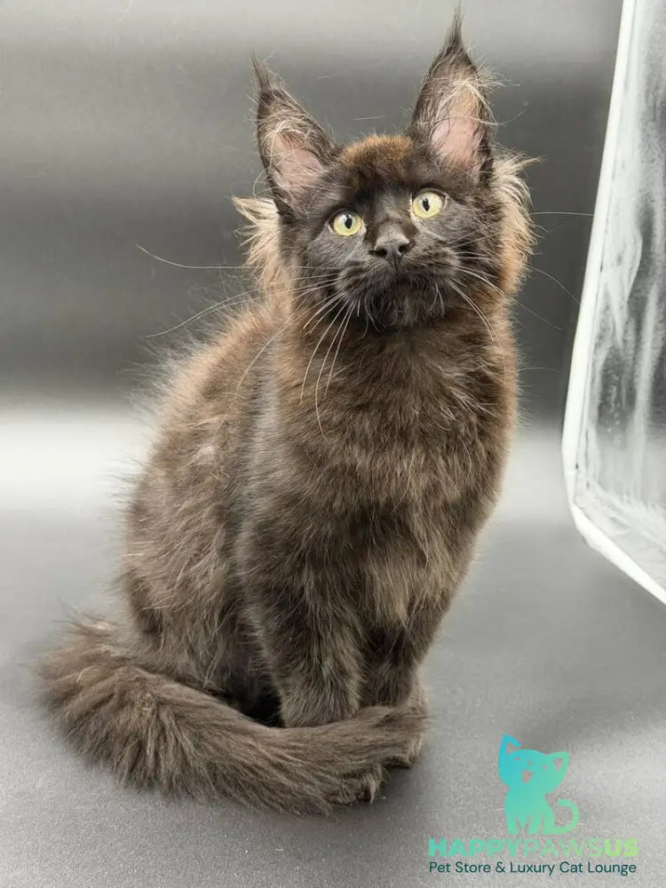 Frank Maine Coon male black - live animals