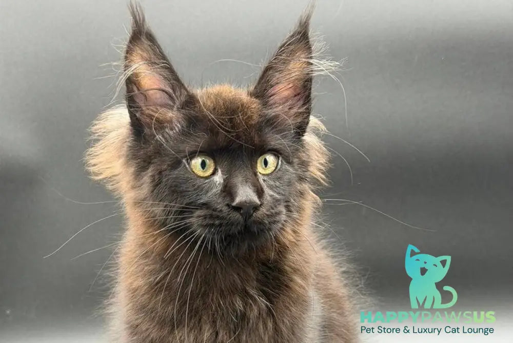 Frank Maine Coon male black - live animals