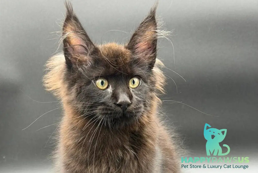 Frank Maine Coon male black - live animals