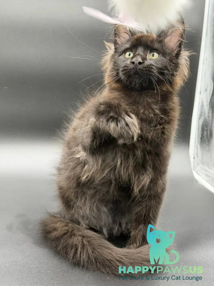 Frank Maine Coon male black - live animals