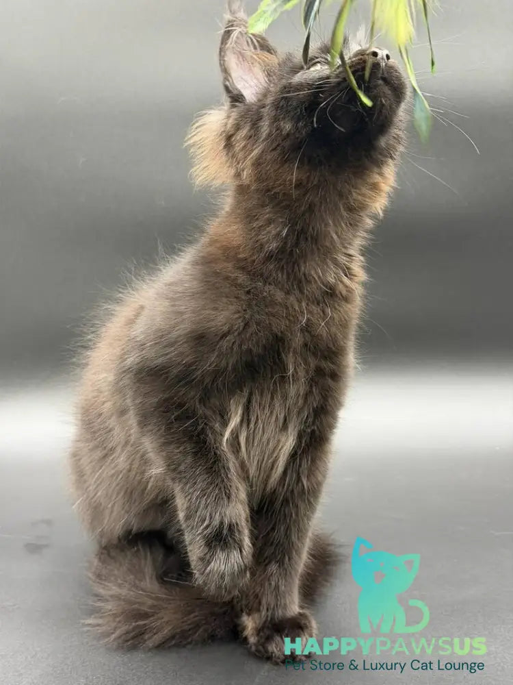 Frank Maine Coon male black - live animals