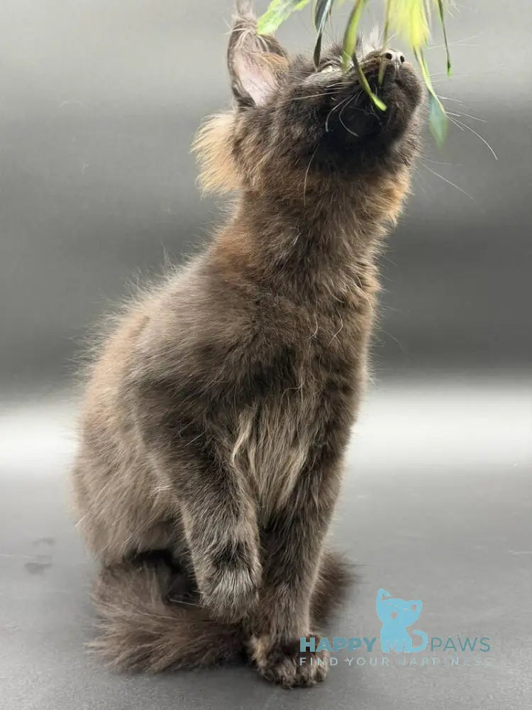 Frank Maine Coon male black - live animals