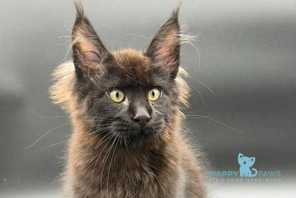 Frank Maine Coon male black - live animals