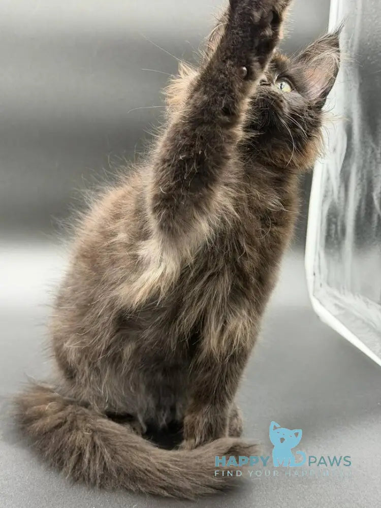 Frank Maine Coon male black - live animals