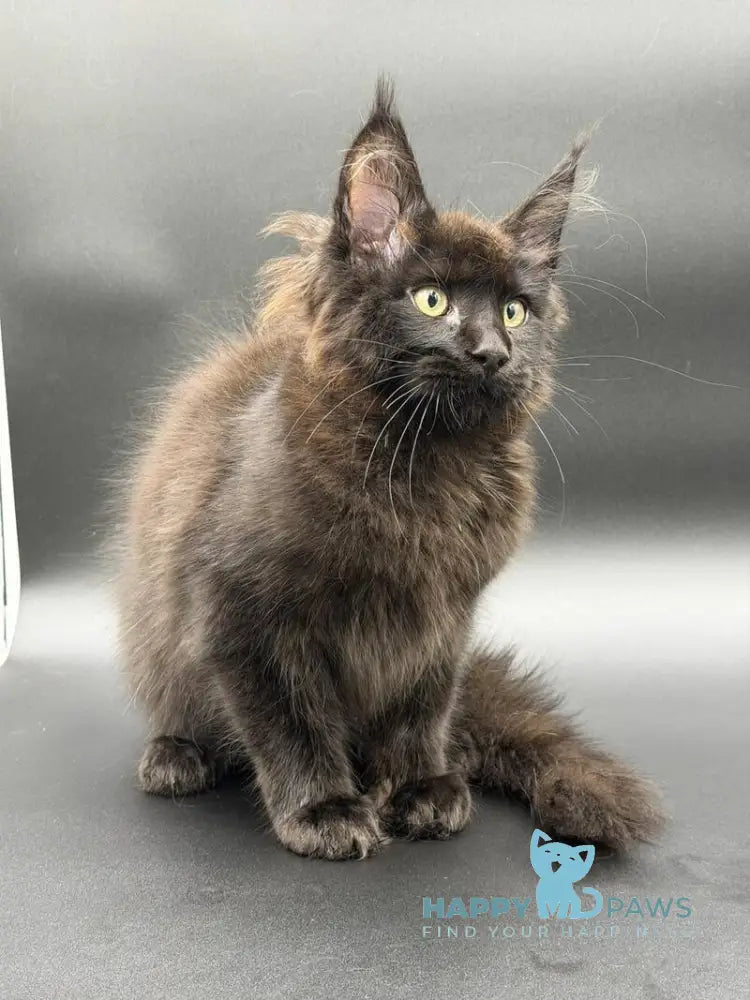 Frank Maine Coon male black - live animals