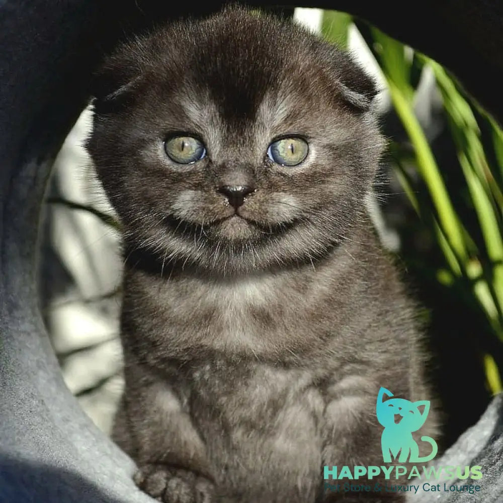 Frank Scottish Fold male black silver - live animals