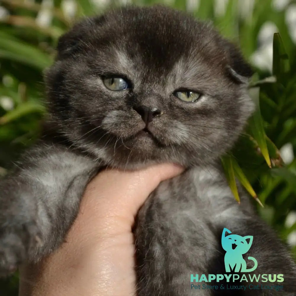 Frank Scottish Fold male black silver - live animals