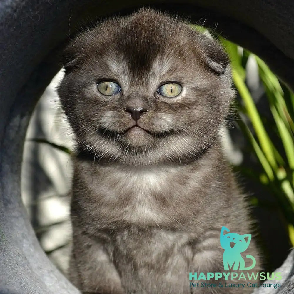 Frank Scottish Fold male black silver - live animals